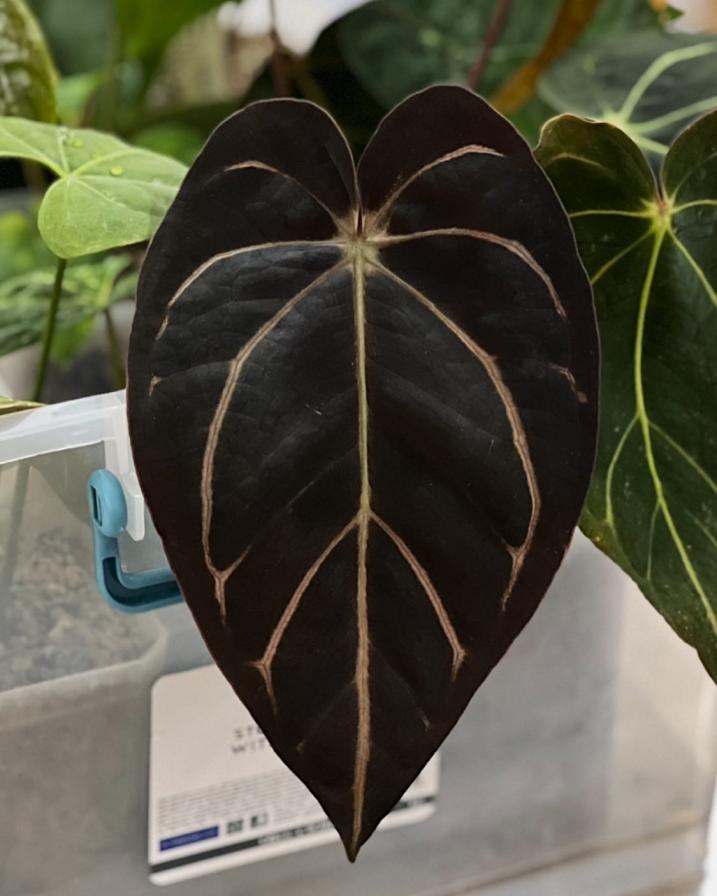 Anthurium Carlablackiae | PLNT